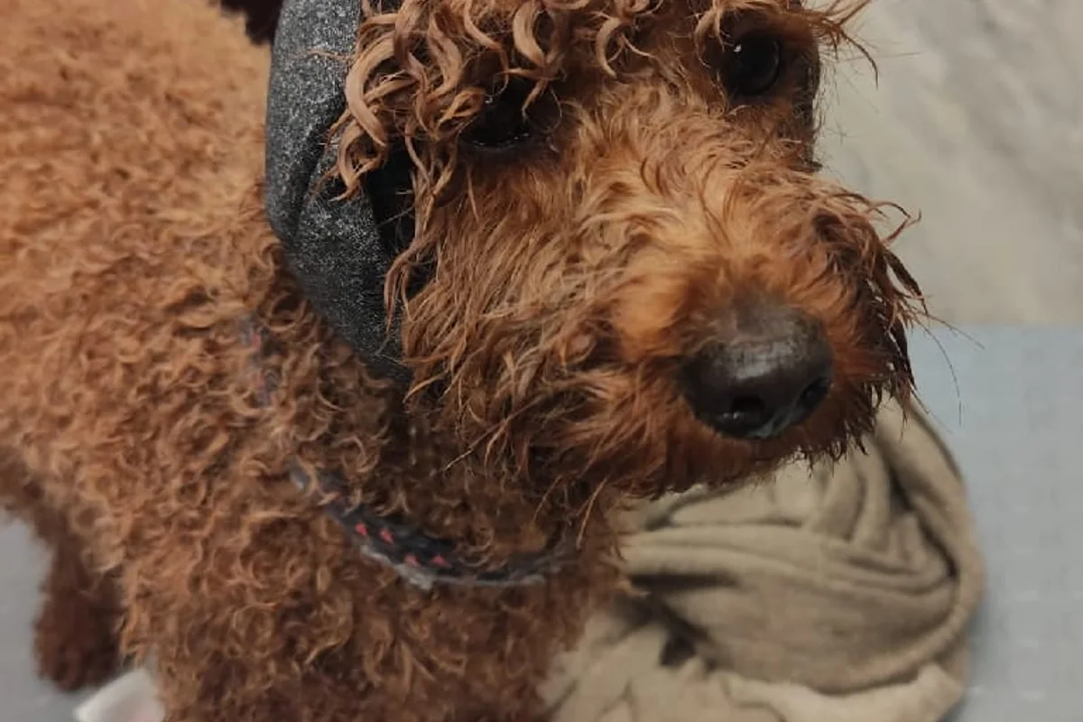 Brauner Pudel mit Happy-Hoodie nach dem Bad im Salon