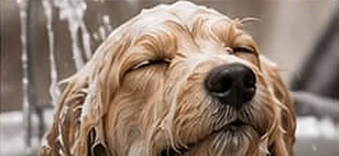 Hund genießt das Bad