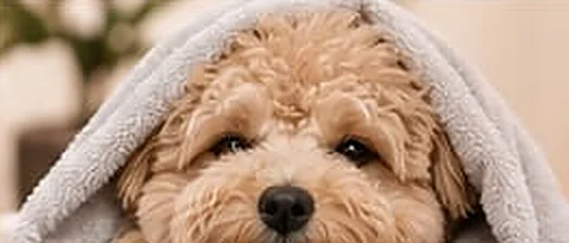 Entspannter Hund im Handtuch