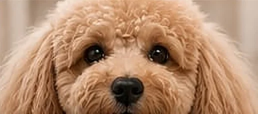 Frisch gepflegter, glücklicher Hund
